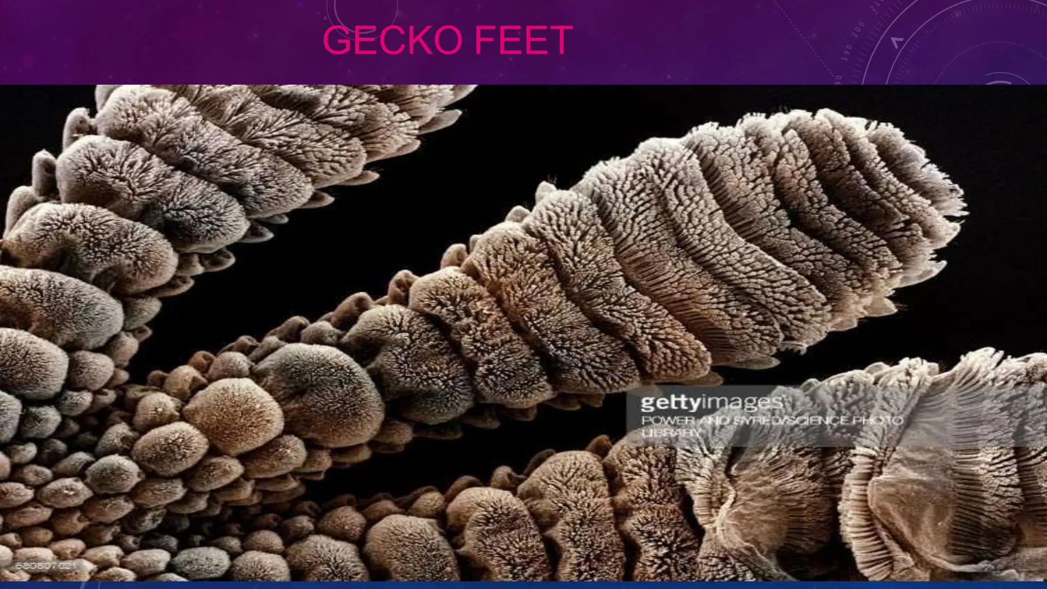 GECKO FEET
 