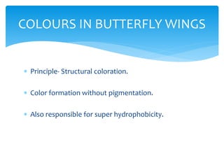 Structural Coloration Examples Nanotechnology - Biomimetics | PPTX