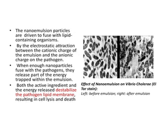 • The nanoemulsion particles
are driven to fuse with lipid-
containing organisms.
• By the electrostatic attraction
between the cationic charge of
the emulsion and the anionic
charge on the pathogen.
• When enough nanoparticles
fuse with the pathogens, they
release part of the energy
trapped within the emulsion.
• Both the active ingredient and
the energy released destabilize
the pathogen lipid membrane,
resulting in cell lysis and death
Effect of Nanoemulsion on Vibrio Cholerae (El
Tor stain):
Left: before emulsion; right: after emulsion
 
