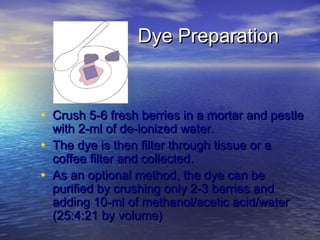 Dye Preparation


• Crush 5-6 fresh berries in a mortar and pestle
    with 2-ml of de-ionized water.
•   The dye is then filter through tissue or a
    coffee filter and collected.
•   As an optional method, the dye can be
    purified by crushing only 2-3 berries and
    adding 10-ml of methanol/acetic acid/water
    (25:4:21 by volume)
 
