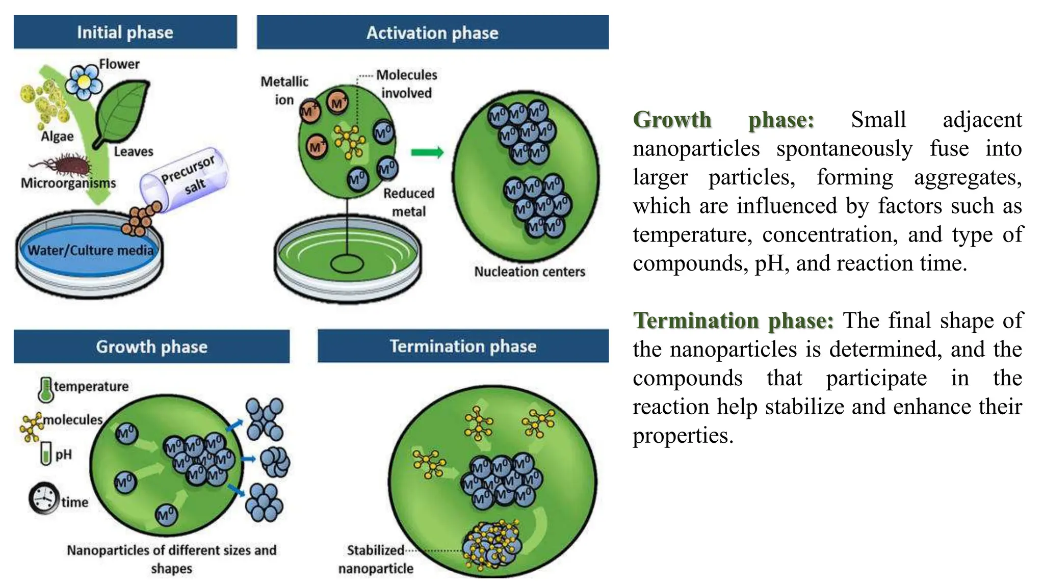 Growth phase: Small adjacent
nanoparticles spontaneously fuse into
larger particles, forming aggregates,
which are influenced by factors such as
temperature, concentration, and type of
compounds, pH, and reaction time.
Termination phase: The final shape of
the nanoparticles is determined, and the
compounds that participate in the
reaction help stabilize and enhance their
properties.
 