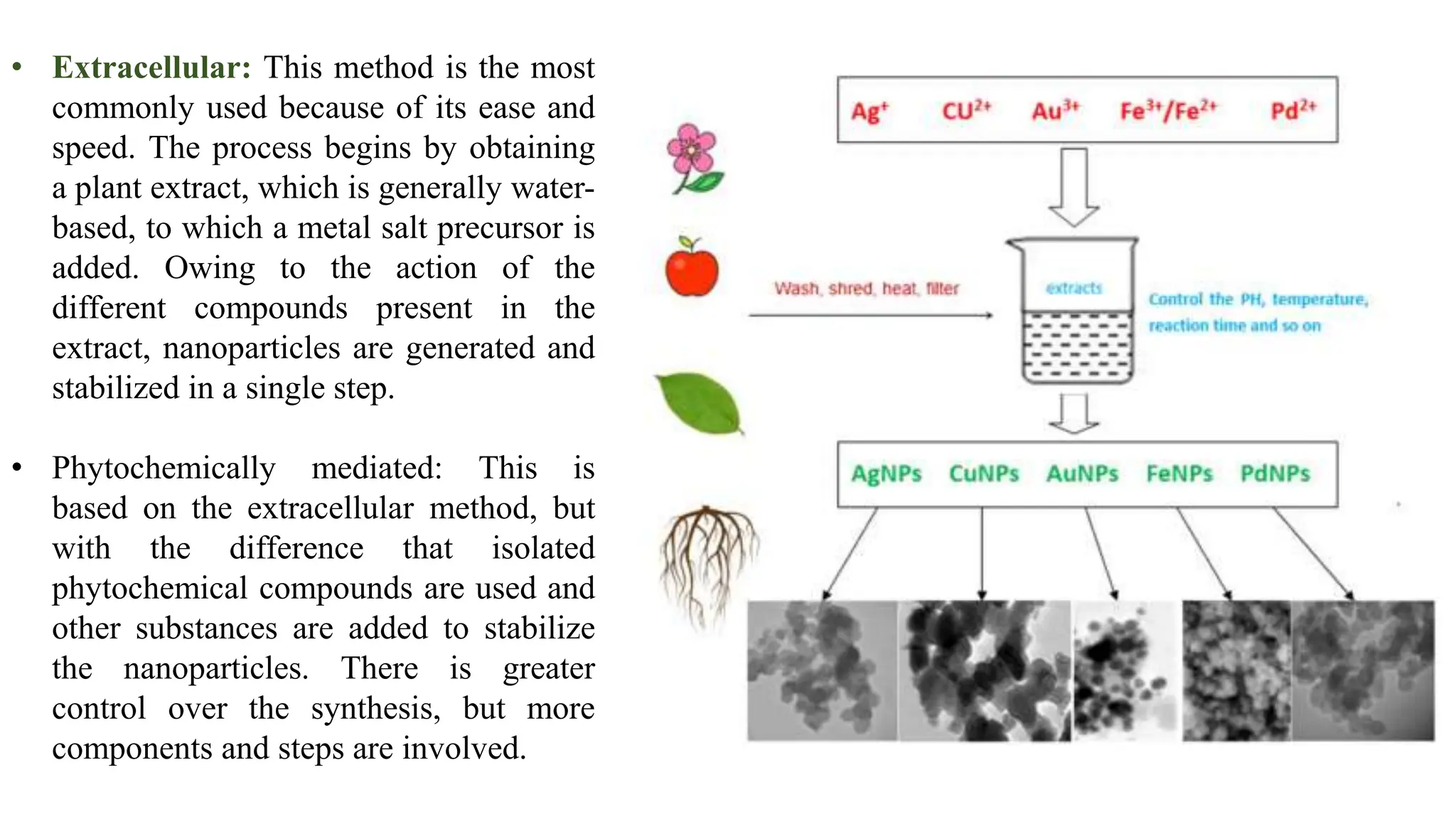 • Extracellular: This method is the most
commonly used because of its ease and
speed. The process begins by obtaining
a plant extract, which is generally water-
based, to which a metal salt precursor is
added. Owing to the action of the
different compounds present in the
extract, nanoparticles are generated and
stabilized in a single step.
• Phytochemically mediated: This is
based on the extracellular method, but
with the difference that isolated
phytochemical compounds are used and
other substances are added to stabilize
the nanoparticles. There is greater
control over the synthesis, but more
components and steps are involved.
 
