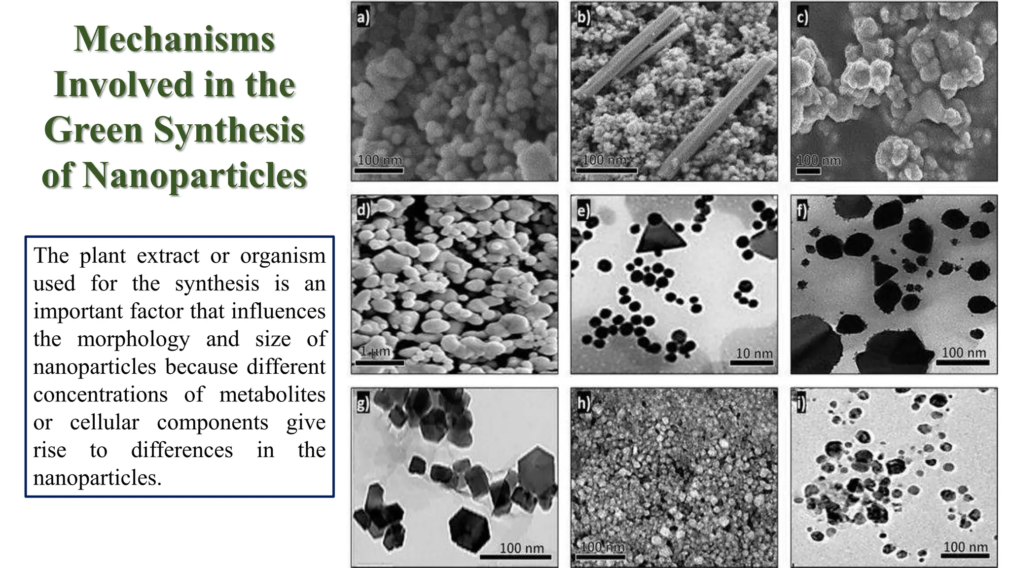 Mechanisms
Involved in the
Green Synthesis
of Nanoparticles
The plant extract or organism
used for the synthesis is an
important factor that influences
the morphology and size of
nanoparticles because different
concentrations of metabolites
or cellular components give
rise to differences in the
nanoparticles.
 