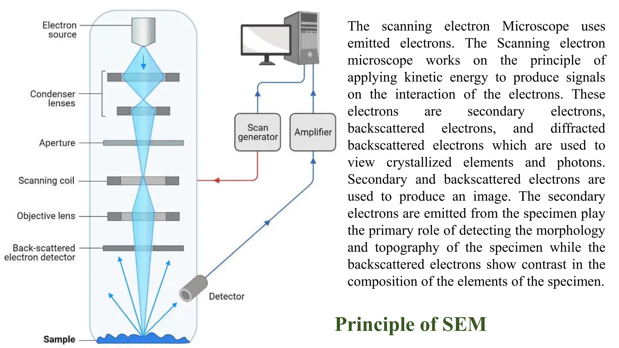 Principle of SEM
The scanning electron Microscope uses
emitted electrons. The Scanning electron
microscope works on the principle of
applying kinetic energy to produce signals
on the interaction of the electrons. These
electrons are secondary electrons,
backscattered electrons, and diffracted
backscattered electrons which are used to
view crystallized elements and photons.
Secondary and backscattered electrons are
used to produce an image. The secondary
electrons are emitted from the specimen play
the primary role of detecting the morphology
and topography of the specimen while the
backscattered electrons show contrast in the
composition of the elements of the specimen.
 