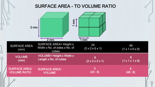 SURFACE AREA - TO VOLUME RATIO
SURFACE AREA
(mm)
SURFACE AREA= Height x
Width x No. of sides x No. of
cubes
24
(2 x 2 x 6 x 1)
48
(1 x 1 x 6 x 8)
VOLUME
(mm)
VOLUME= Height x Width x
Length x No. of cubes
8
(2 x 2 x 2 x 1)
8
(1 x 1 x 1 x 8)
SURFACE AREA/
VOLUME RATIO
SURFACE AREA/
VOLUME
3
(24 : 8)
6
(48 : 8)
2 mm
2 mm
1
mm
1 mm
 