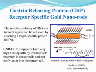 Gastrin Releasing Protein (GRP)  Receptor Specific Gold Nano-rods General structure of GNR-BBN conjugates. GNR-BBN conjugates have very high binding affinity toward GRP receptors in cancer cells and can easily enter into the cancer cell. The selective delivery of GNRs to tumoral region can be achieved by attaching a target-specific protein (BBN). Bombesin (BBN) Gold nanorod (GNR) 