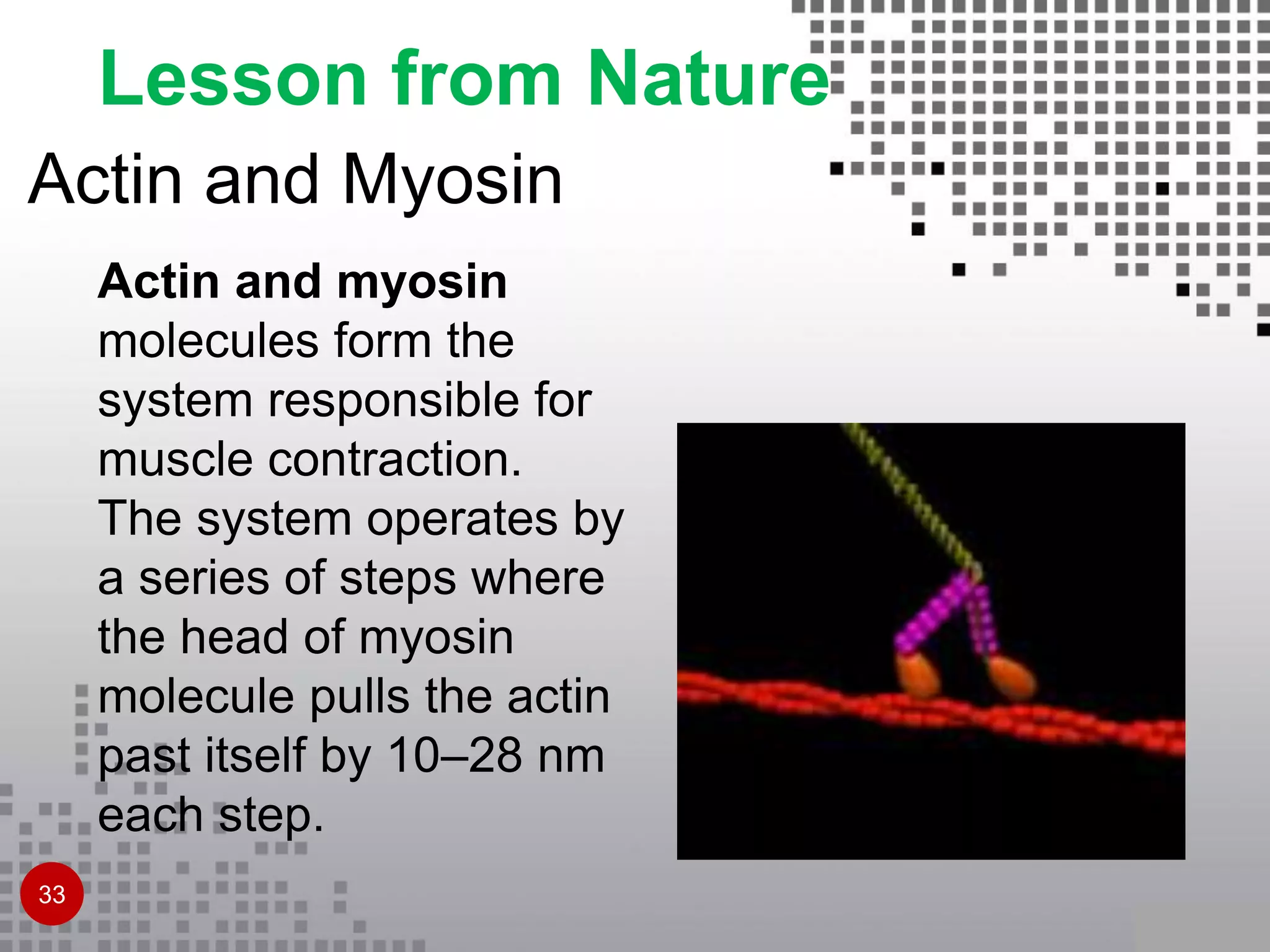 Actin and Myosin
Actin and myosin
molecules form the
system responsible for
muscle contraction.
The system operates by
a series of steps where
the head of myosin
molecule pulls the actin
past itself by 10–28 nm
each step.
Lesson from Nature
33
 