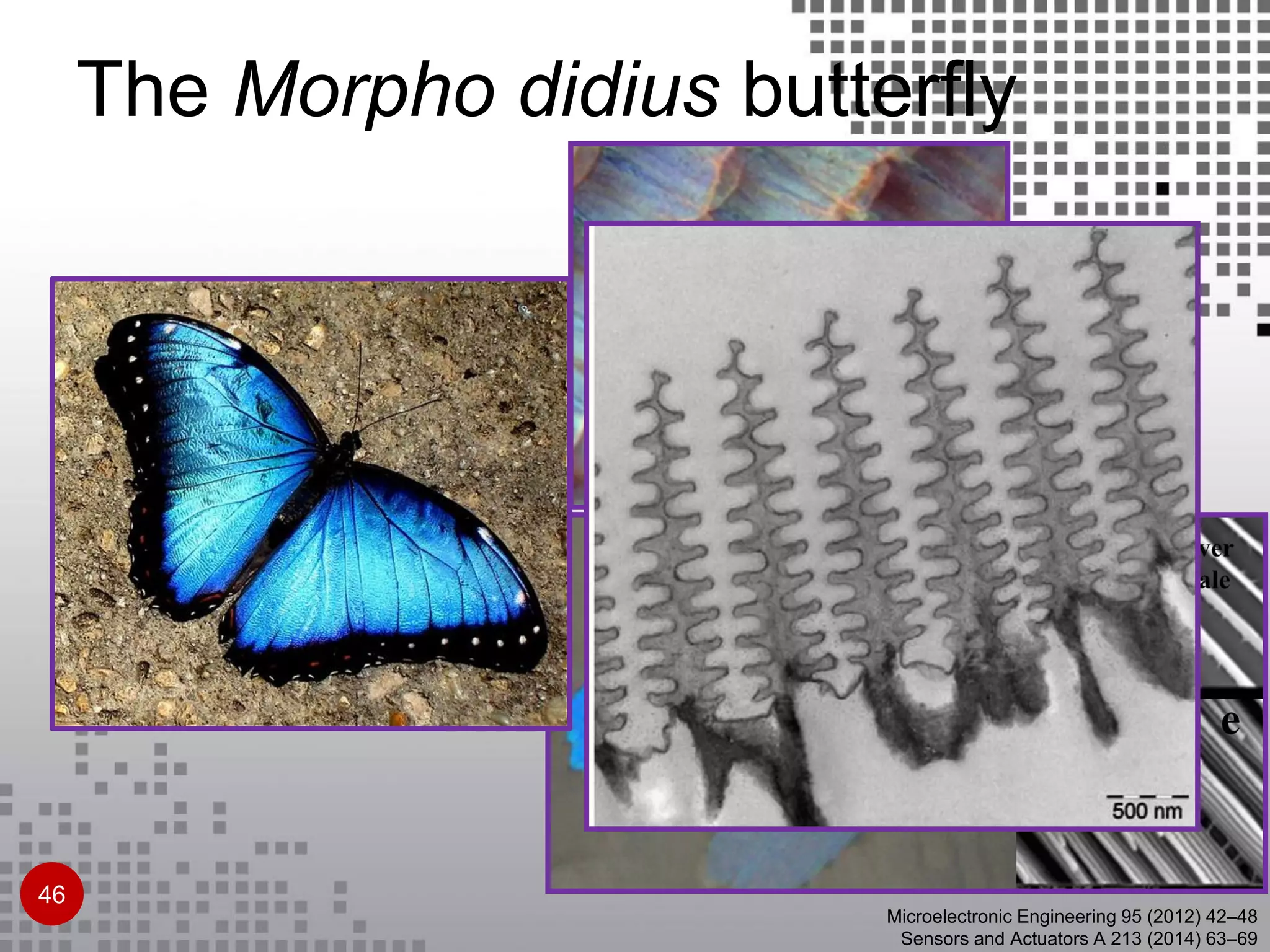 The Morpho didius butterfly
Microelectronic Engineering 95 (2012) 42–48
Sensors and Actuators A 213 (2014) 63–69
46
 