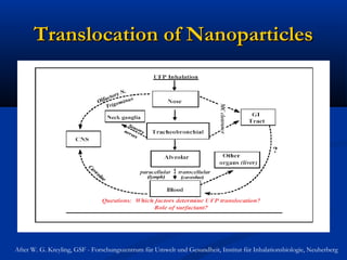Translocation of NanoparticlesTranslocation of Nanoparticles
After W. G. Kreyling, GSF - Forschungszentrum für Umwelt und Gesundheit, Institut für Inhalationsbiologie, Neuherberg
 