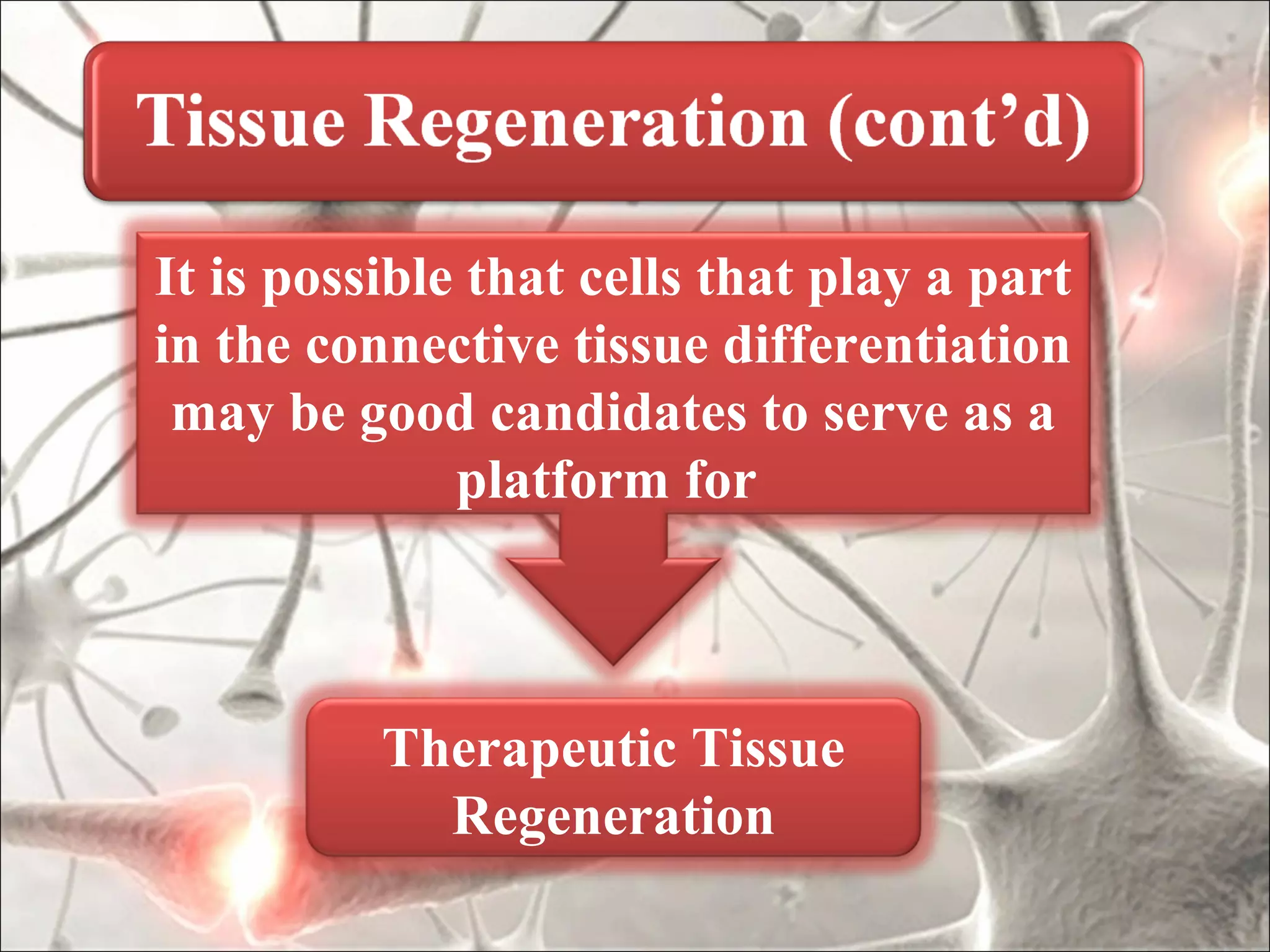 It is possible that cells that play a part
in the connective tissue differentiation
 may be good candidates to serve as a
              platform for



          Therapeutic Tissue
            Regeneration
 
