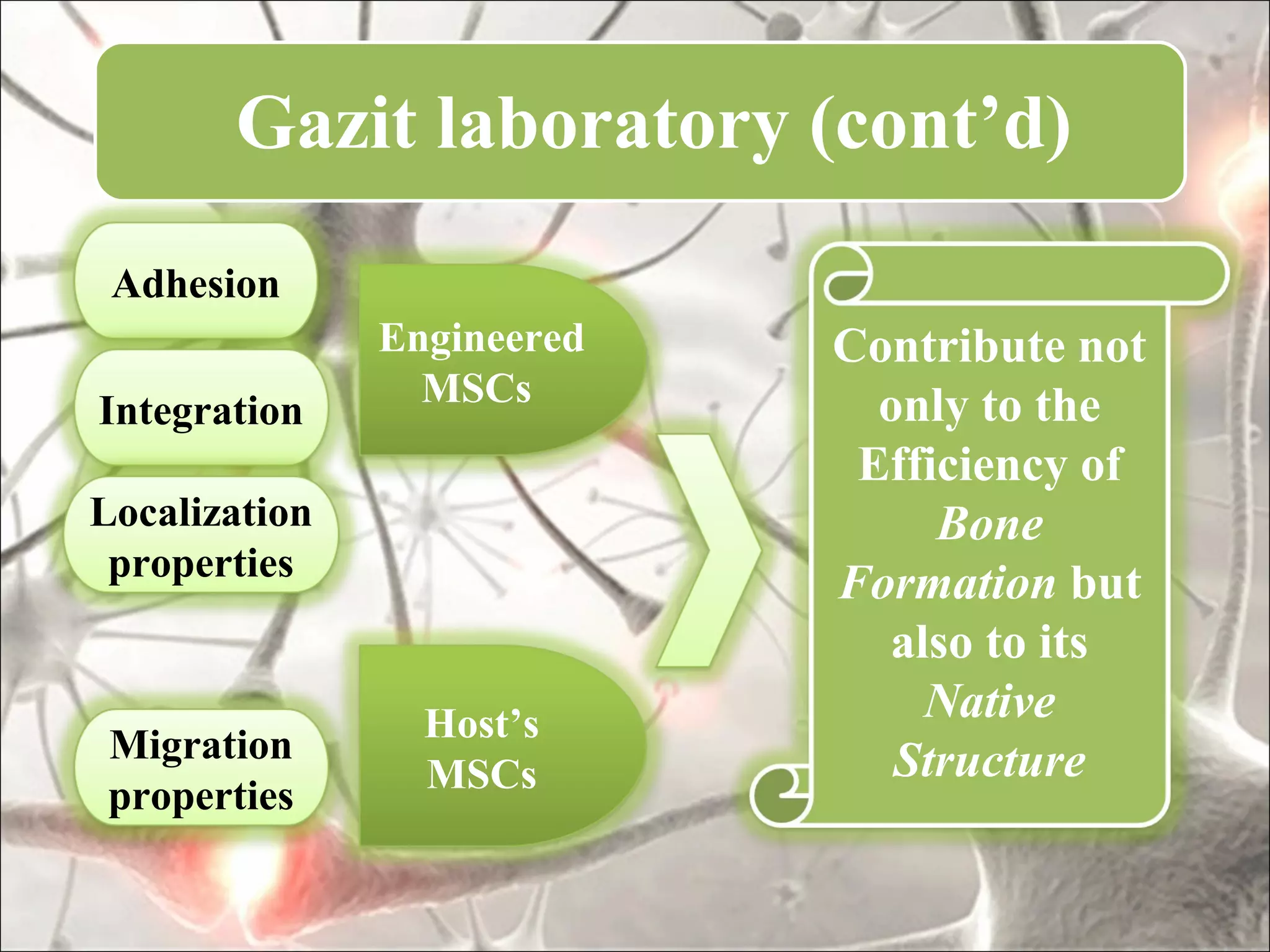 Gazit laboratory (cont’d)
 Adhesion
               Engineered   Contribute not
                 MSCs         only to the
Integration
                             Efficiency of
Localization                     Bone
 properties
                            Formation but
                              also to its
                 Host’s         Native
 Migration                     Structure
                 MSCs
 properties
 