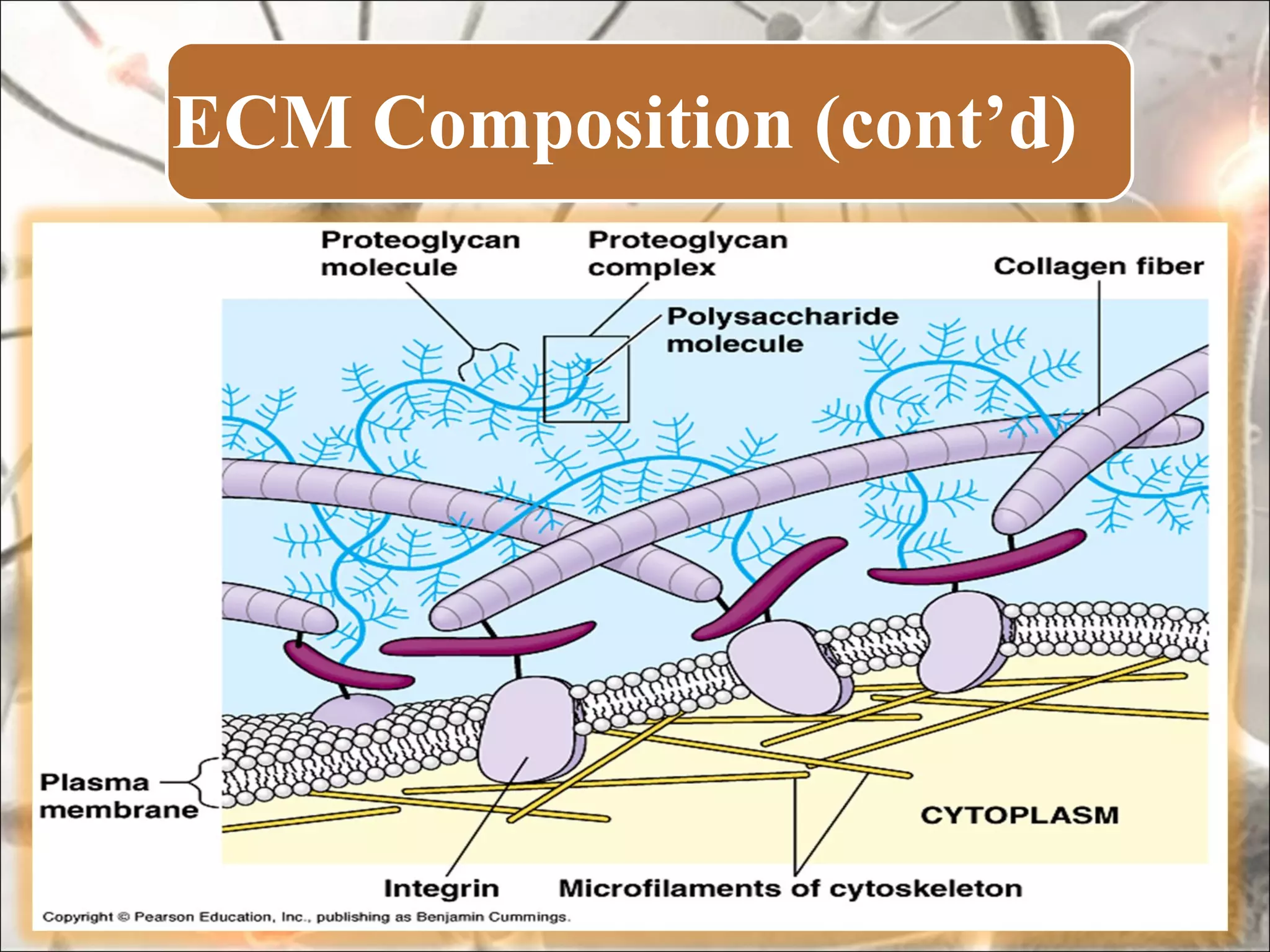 ECM Composition (cont’d)
 