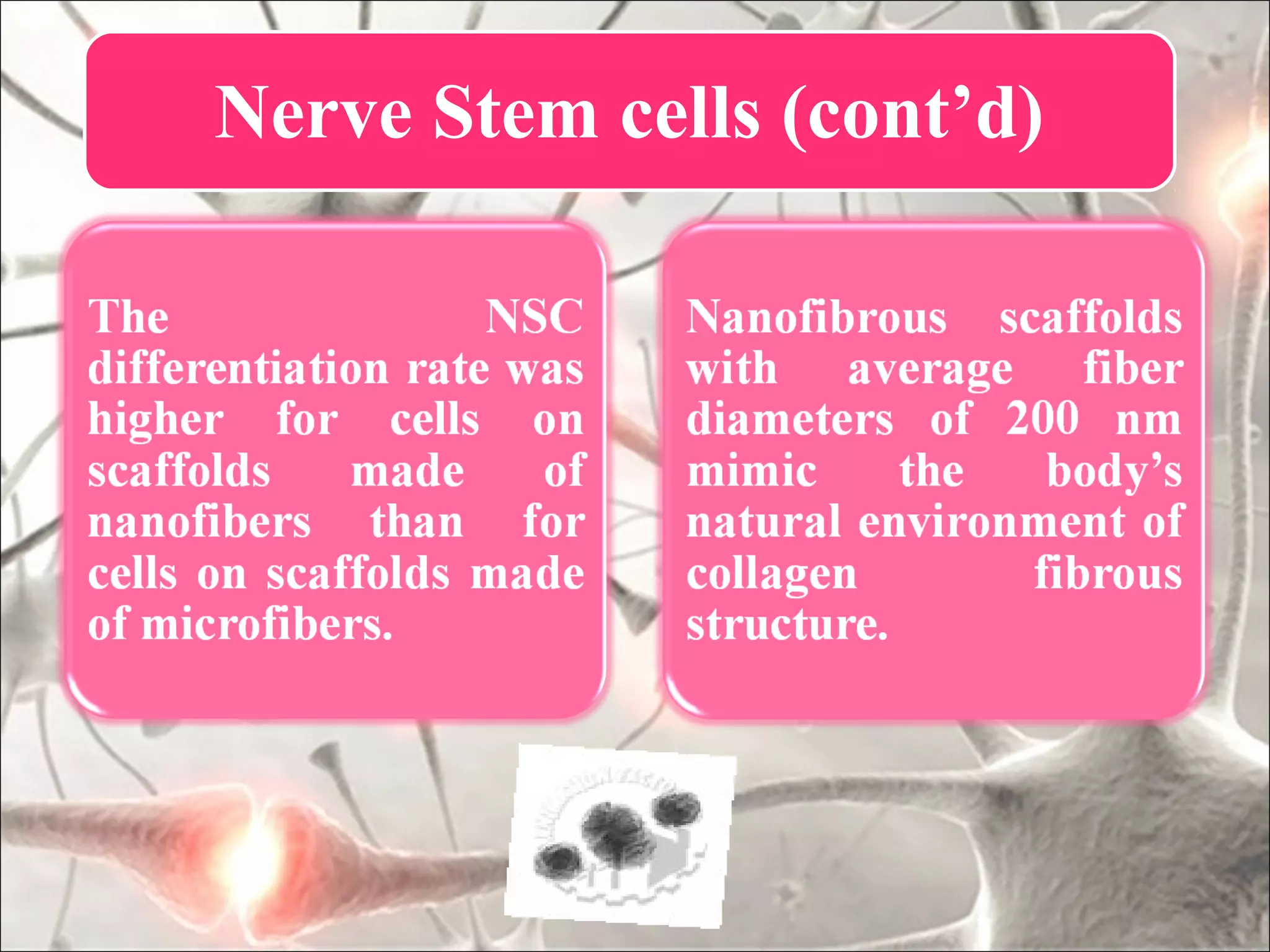 Nerve Stem cells (cont’d)
 