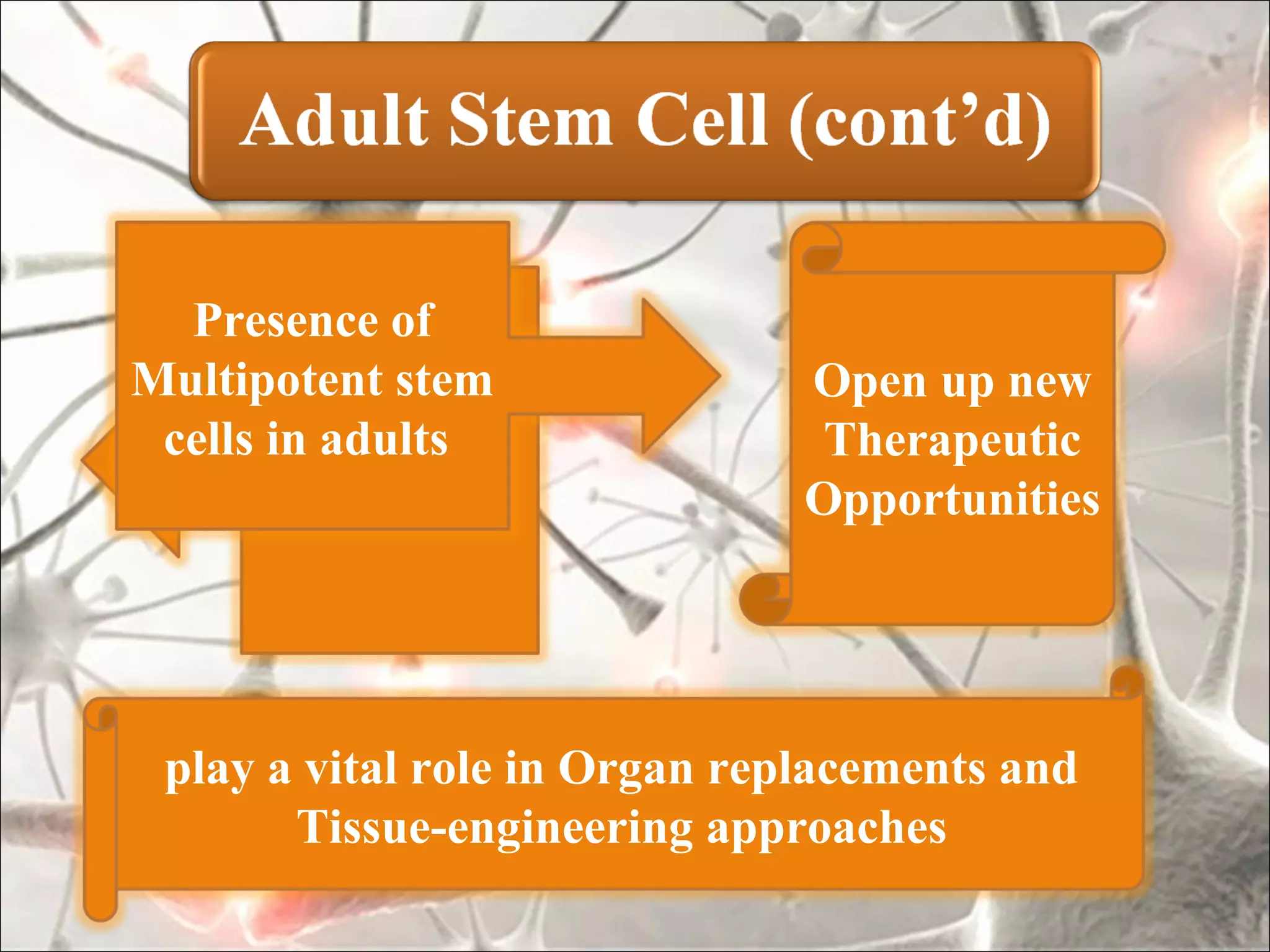 Presence of
Multipotent stem               Open up new
 cells in adults                Therapeutic
                               Opportunities




 play a vital role in Organ replacements and
       Tissue-engineering approaches
 