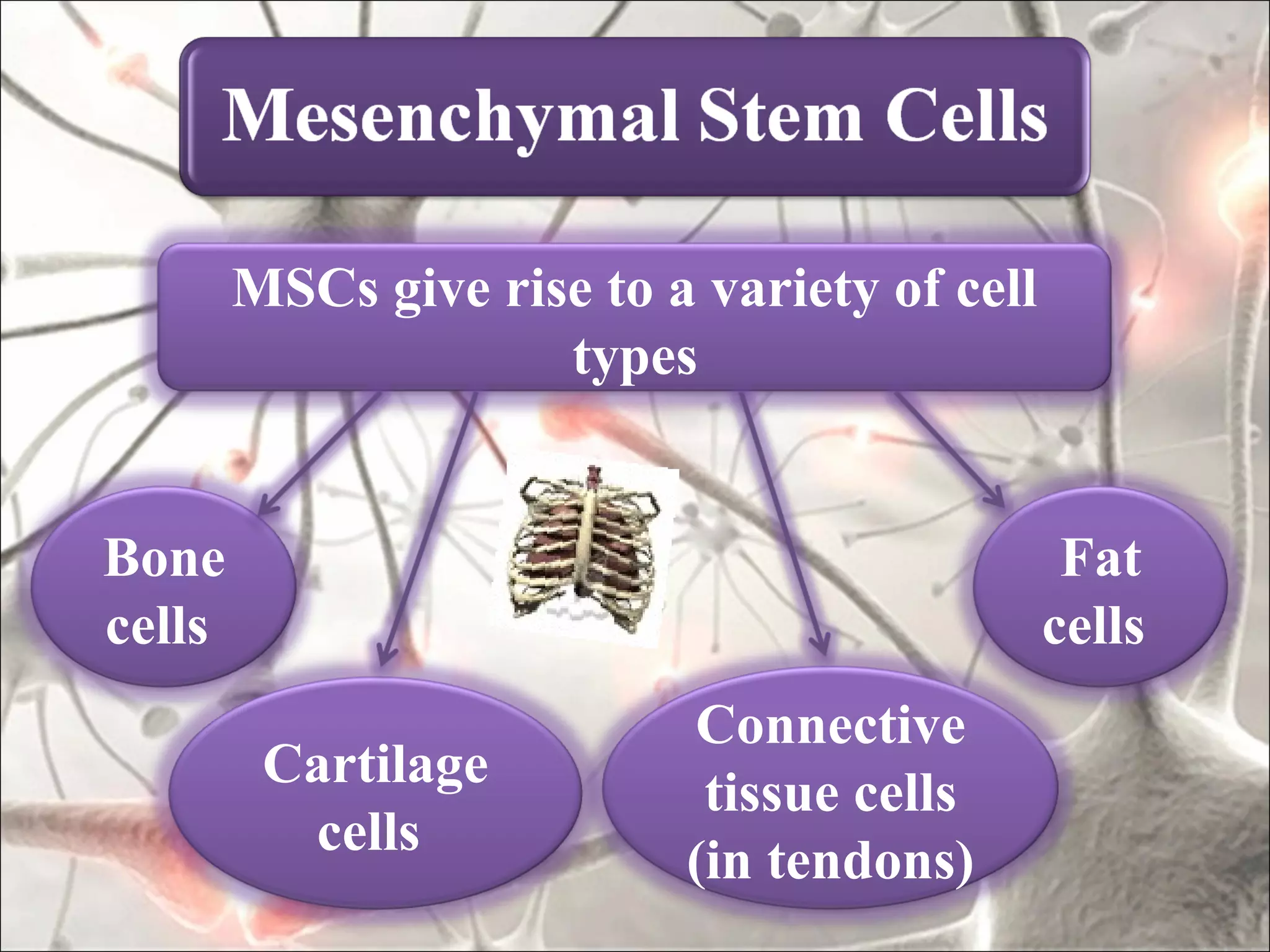 MSCs give rise to a variety of cell
                     types


Bone                                           Fat
cells                                         cells
                           Connective
         Cartilage
                            tissue cells
          cells
                           (in tendons)
 