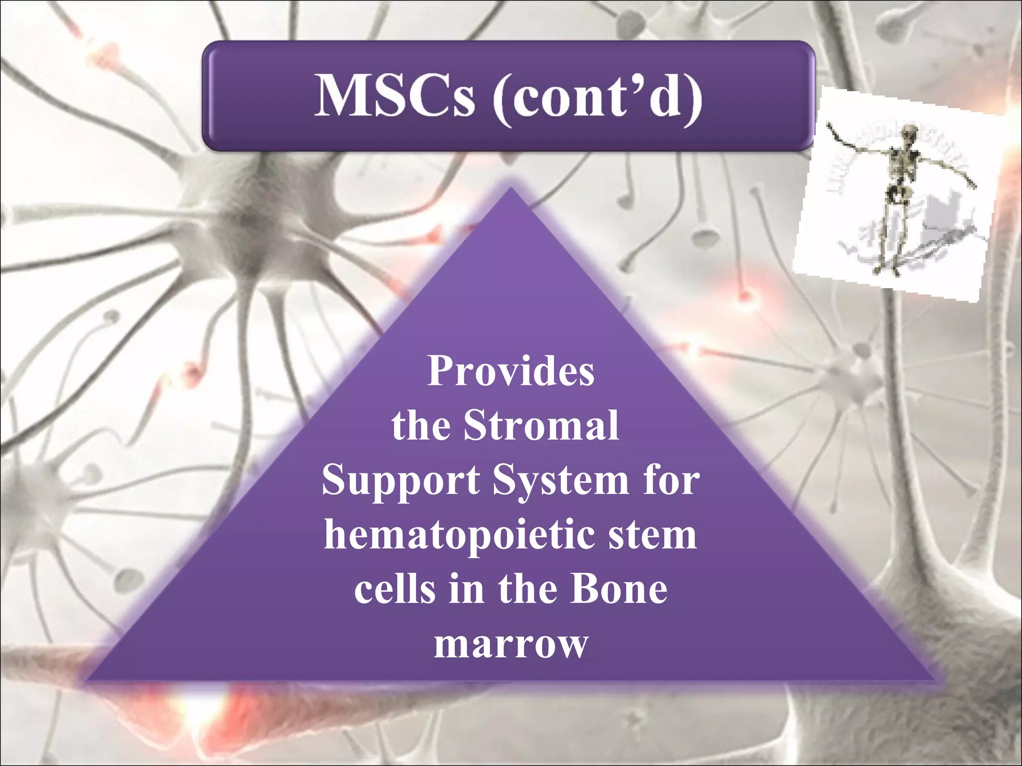Provides
   the Stromal
Support System for
hematopoietic stem
 cells in the Bone
      marrow
 