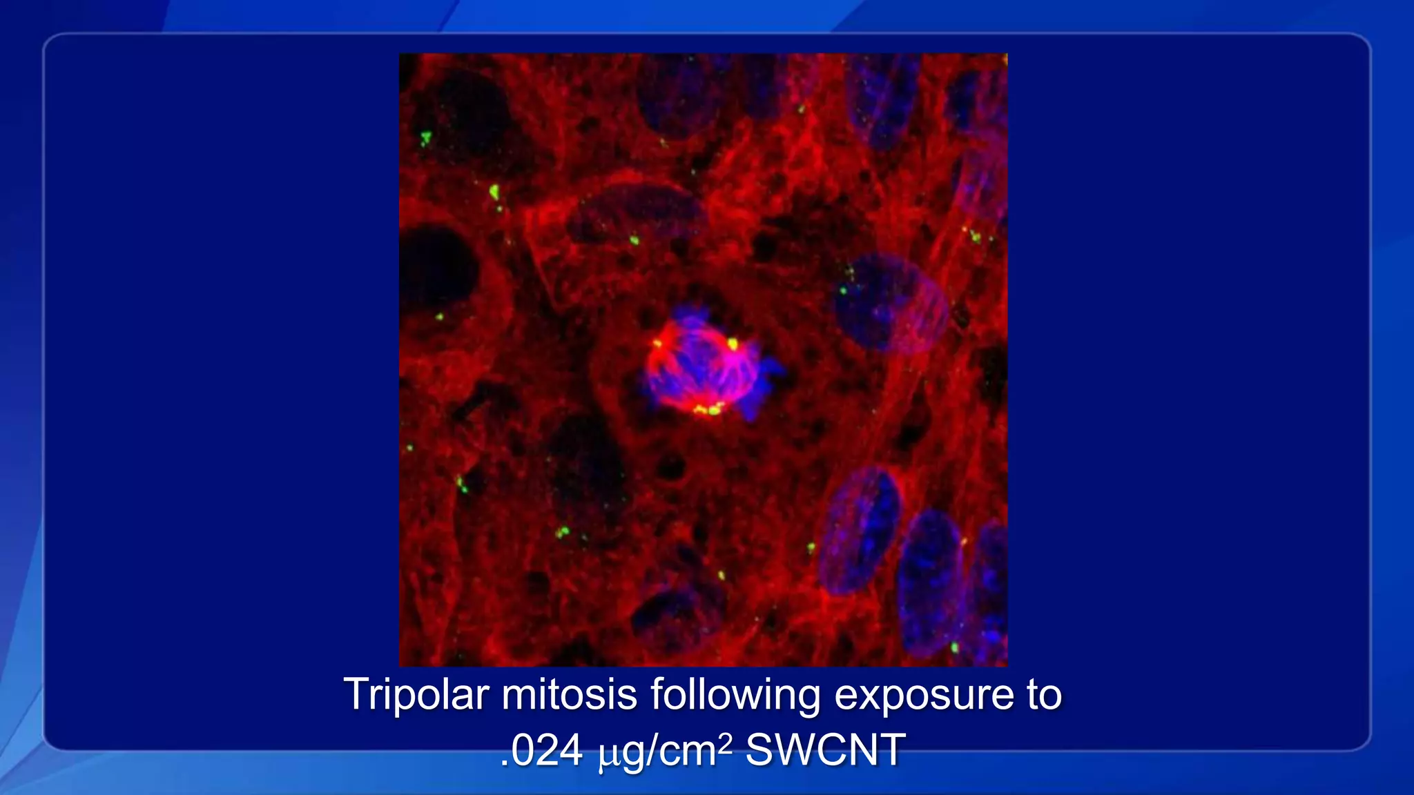Tripolar mitosis following exposure to
.024 g/cm2 SWCNT
 