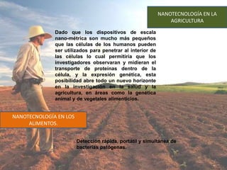 NANOTECNOLOGÍA EN LA
AGRICULTURA
Dado que los dispositivos de escala
nano-métrica son mucho más pequeños
que las células de los humanos pueden
ser utilizados para penetrar al interior de
las células lo cual permitiría que los
investigadores observaran y midieran el
transporte de proteínas dentro de la
célula, y la expresión genética, esta
posibilidad abre todo un nuevo horizonte
en la investigación en la salud y la
agricultura, en áreas como la genética
animal y de vegetales alimenticios.
NANOTECNOLOGÍA EN LOS
ALIMENTOS.
Detección rápida, portátil y simultánea de
bacterias patógenas.
 