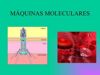 MÁQUINAS MOLECULARES 