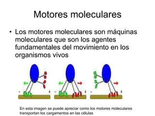 Motores moleculares Los motores moleculares son máquinas moleculares que son los agentes fundamentales del movimiento en los organismos vivos En esta imagen se puede apreciar como los motores moleculares transportan los cargamentos en las células 