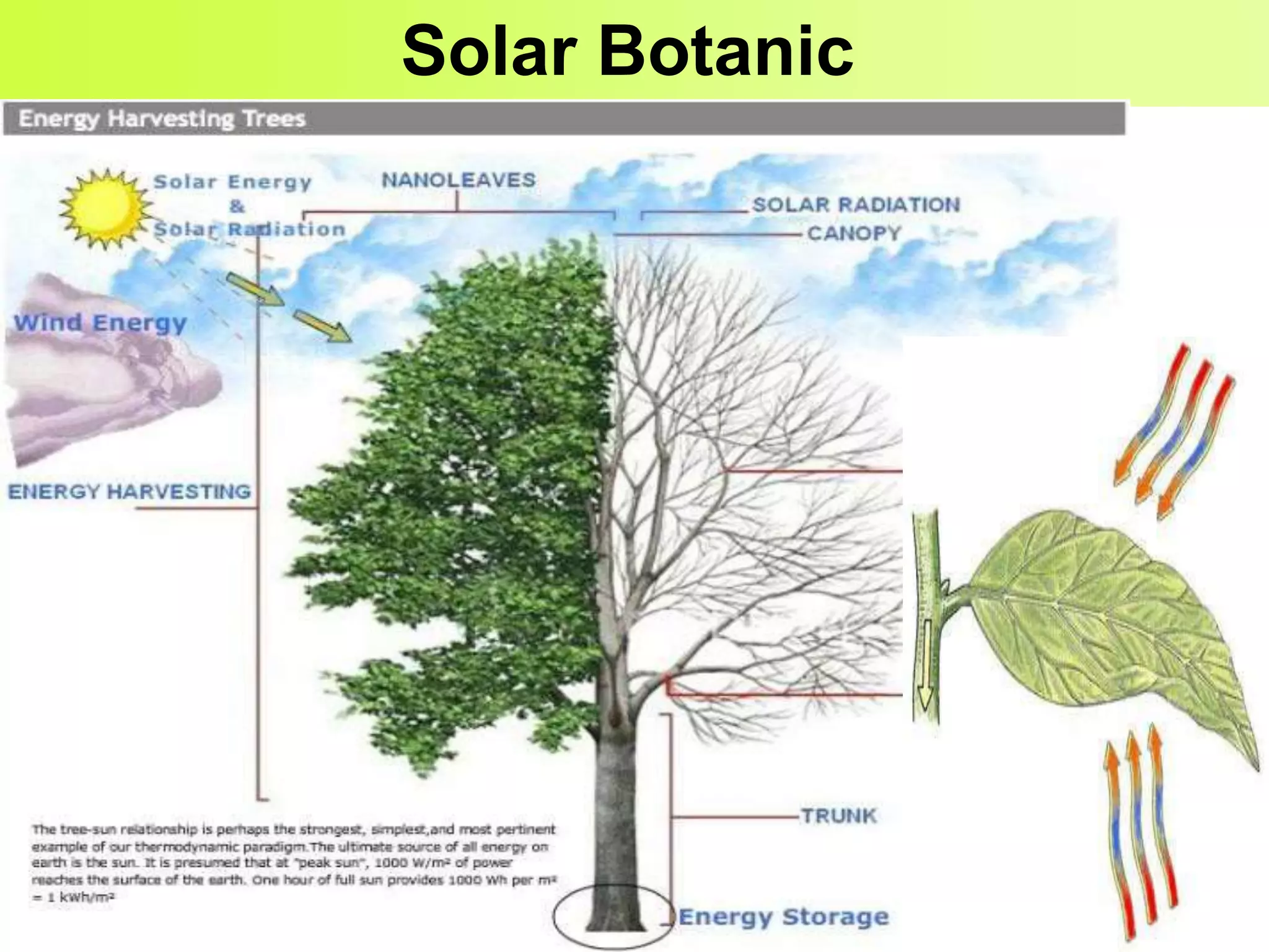 Solar Botanic
 
