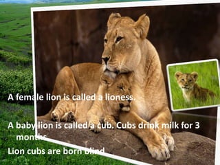 A female lion is called a lioness.
A baby lion is called a cub. Cubs drink milk for 3
months.
Lion cubs are born blind
 