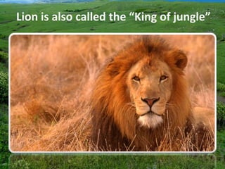 Lion is also called the “King of jungle”
 