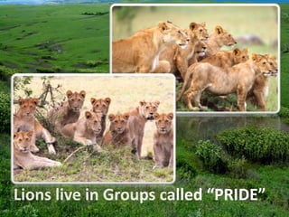 Lions live in Groups called “PRIDE”
 
