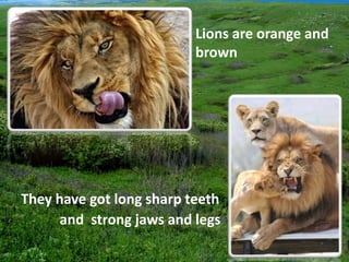 Lions are orange and
brown
They have got long sharp teeth
and strong jaws and legs
 