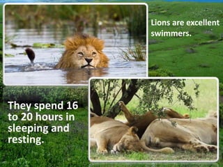 Lions are excellent
swimmers.
They spend 16
to 20 hours in
sleeping and
resting.
 