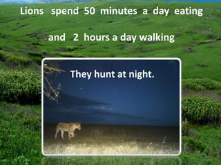 Lions spend 50 minutes a day eating
and 2 hours a day walking
They hunt at night.
 