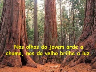 Nos olhos do jovem arde a
chama, nos do velho brilha a luz.
 