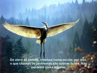 Do útero ao túmulo, vivemos numa escola; por isso, o que chamas de problemas são apenas lições. Não perdeste coisa alguma: Do útero ao túmulo, vivemos numa escola; por isso, o que chamas de problemas são apenas lições. Não perdeste coisa alguma. 