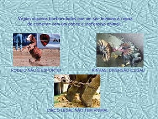 Vejam algumas barbaridades que um ser humano é capaz de cometer com um pobre e inofensivo animal... RODEIO NÃO É ESPORTE! RINHAS: DIVERSÃO ILEGAL! CIRCO LEGAL NÃO TEM ANIMAL 