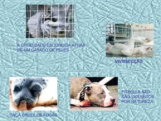 VIVISSECÇÃO CAÇA CRUEL DE FOCAS PITBULLS NÃO SÃO VIOLENTOS POR NATUREZA A CRUELDADE ESCONDIDA ATRÁS DE UM CASACO DE PELES 