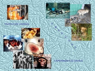 TRÁFICO DE ANIMAIS A B A N D O N O EXPERIMENTOS CRUÉIS 