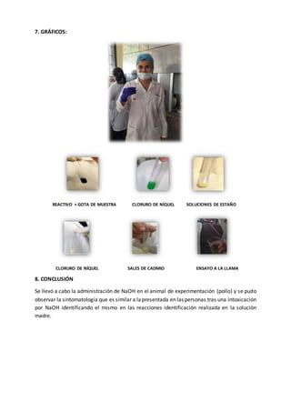 7. GRÁFICOS:
REACTIVO + GOTA DE MUESTRA CLORURO DE NÍQUEL SOLUCIONES DE ESTAÑO
CLORURO DE NÍQUEL SALES DE CADMIO ENSAYO A LA LLAMA
8. CONCLUSIÓN
Se llevó a cabo la administración de NaOH en el animal de experimentación (pollo) y se pudo
observar la sintomatología que es similar a lapresentada en las personas tras una intoxicación
por NaOH identificando el mismo en las reacciones identificación realizada en la solución
madre.
 