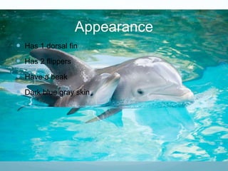 Appearance
 Has 1 dorsal fin
 Has 2 flippers
 Have a beak
 Dark blue gray skin
 