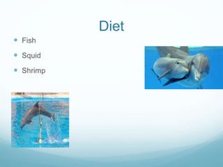 Diet
 Fish
 Squid
 Shrimp
 