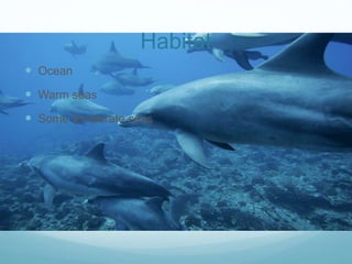 Habitat
 Ocean
 Warm seas
 Some temperate seas
 