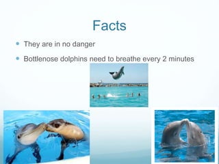 Facts
 They are in no danger
 Bottlenose dolphins need to breathe every 2 minutes
 