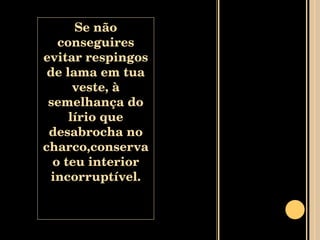 Se não conseguires evitar respingos de lama em tua veste, à semelhança do lírio que desabrocha no charco,conserva o teu interior incorruptível. 