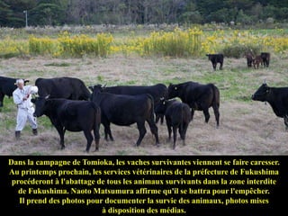Dans la campagne de Tomioka, les vaches survivantes viennent se faire caresser.
Au printemps prochain, les services vétéri...