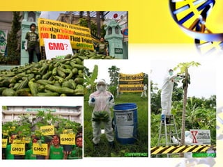 Situations of GM imports to Thailand
• 17 March 2000--Under Plant Quarantine Act 1964, 40 plant
species known to have unde...