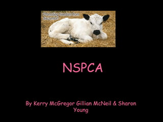 NSPCA By Kerry McGregor Gillian McNeil & Sharon Young 