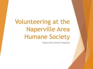 Volunteering at the
Naperville Area
Humane Society
Naperville Animal Hospital
 