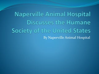 By Naperville Animal Hospital
 