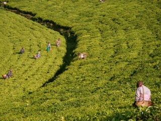 Why should
the private
sector be
involved in
the NAP
process?
Key engine of economic growth in
developing countries:
- 60%...