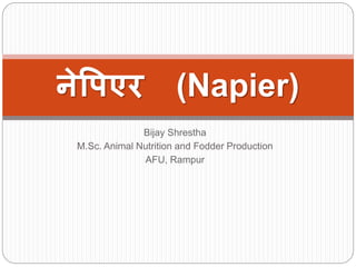 Bijay Shrestha
M.Sc. Animal Nutrition and Fodder Production
AFU, Rampur
नेपिएर (Napier)
 