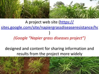 Planning for and monitoring outcomes in action-research Projects: The Napier grass diseases project